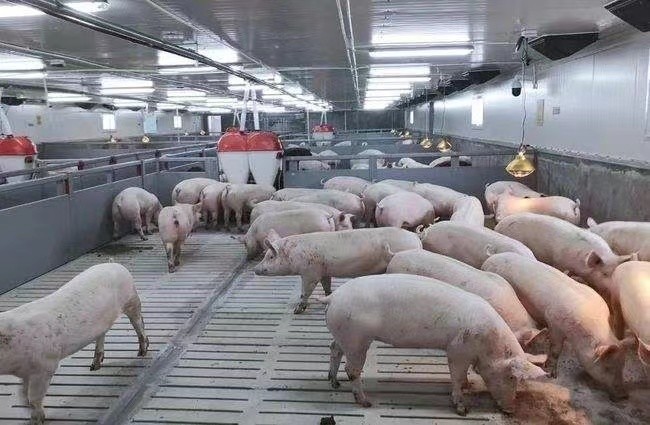 trường hợp công ty mới nhất về Trang trại 3000 heo vỗ béo tại Nga