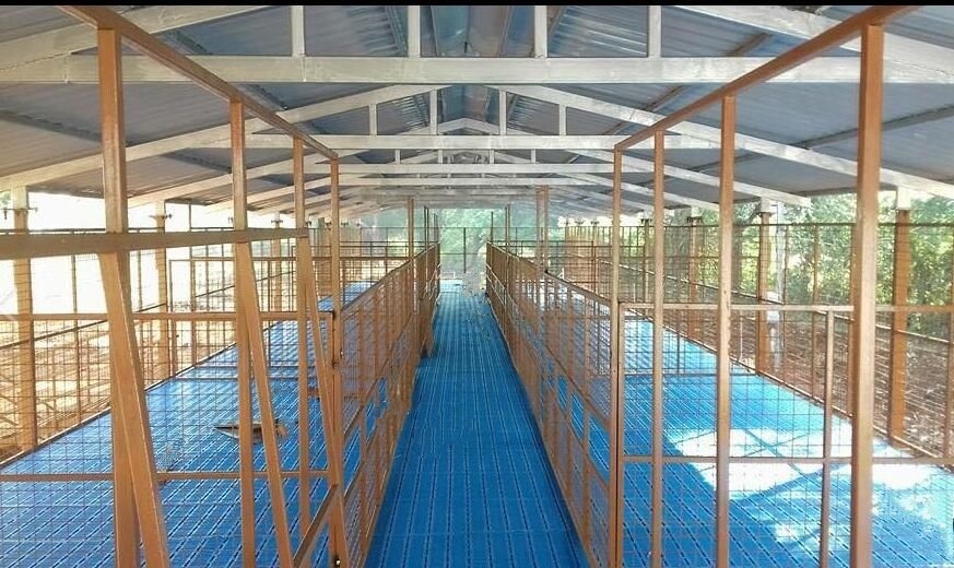 trường hợp công ty mới nhất về Trang trại 500 con cừu ở Ấn Độ